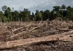 Pelaku Perusakan Hutan Divonis Hukuman Mati di Indonesia