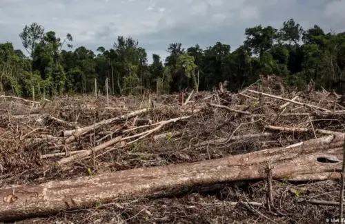 Pelaku Perusakan Hutan Divonis Hukuman Mati di Indonesia