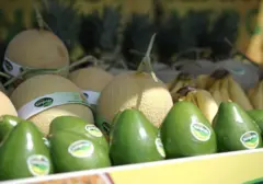 Melon Sunpride Sukses Ekspor ke Singapura, Bukti Penguatan Ekosistem Hortikultura GGF