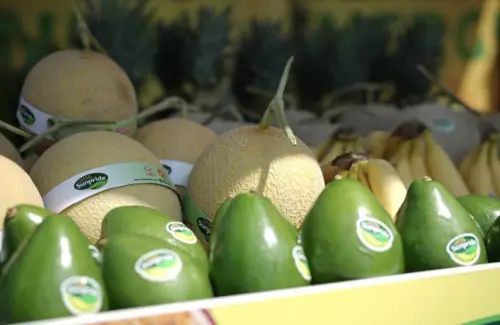 Melon Sunpride Sukses Ekspor ke Singapura, Bukti Penguatan Ekosistem Hortikultura GGF