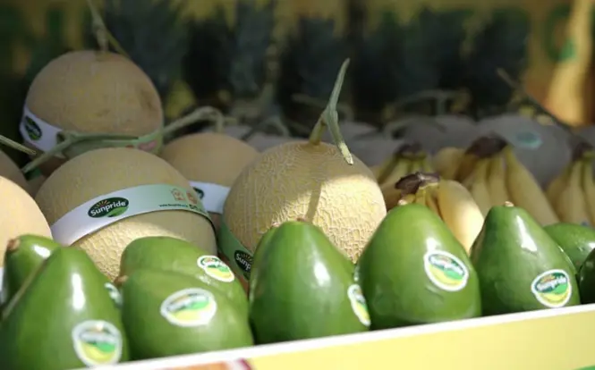 Melon Sunpride Sukses Ekspor ke Singapura, Bukti Penguatan Ekosistem Hortikultura GGF