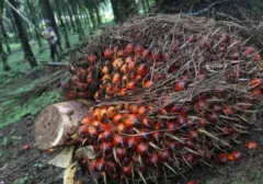 Lonjakan Harga Minyak Sawit Menguntungkan Pengusaha, Industri Berharap Stabilitas