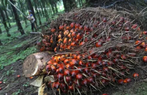 Lonjakan Harga Minyak Sawit Menguntungkan Pengusaha, Industri Berharap Stabilitas