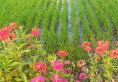 Bunga Cantik Jadi Senjata Petani: Solusi Alami Basmi Hama Tanaman