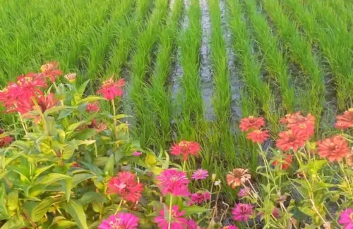 Bunga Cantik Jadi Senjata Petani: Solusi Alami Basmi Hama Tanaman