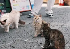 Taman Kucing "Scarlett's Friends" Dibuka di China, Tawarkan Ruang Rekreasi Unik bagi Pecinta Kucing