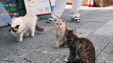 Taman Kucing “Scarlett’s Friends” Dibuka di China, Tawarkan Ruang Rekreasi Unik bagi Pecinta Kucing