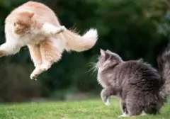 Cegah Perkelahian Kucing: Panduan Aman untuk Pemilik Hewan Peliharaan