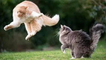 Cegah Perkelahian Kucing: Panduan Aman untuk Pemilik Hewan Peliharaan
