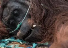 Miris! Orang Utan Pingsan Akibat Kabut Asap Karhutla, Diberi Oksigen dan Infus