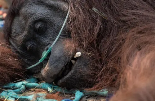 Miris! Orang Utan Pingsan Akibat Kabut Asap Karhutla, Diberi Oksigen dan Infus