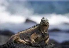 Upaya Penyelundupan 32 Iguana Langka di Bandara Internasional Berhasil Digagalkan, Warga Rusia Diamankan