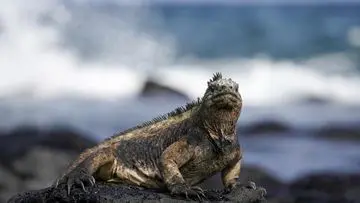 Upaya Penyelundupan 32 Iguana Langka di Bandara Internasional Berhasil Digagalkan, Warga Rusia Diamankan