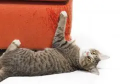 Tips Ampuh Bagi Pemilik Kucing: Cegah Anabul Merusak Sofa Kesayangan
