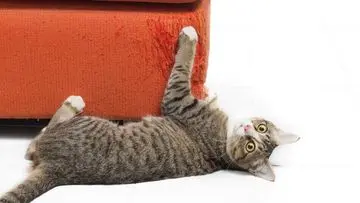 Tips Ampuh Bagi Pemilik Kucing: Cegah Anabul Merusak Sofa Kesayangan