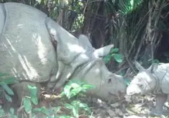 Keajaiban Satwa Liar Indonesia: Taman Nasional Ujung Kulon dan Hutan Kalimantan Diakui Dunia