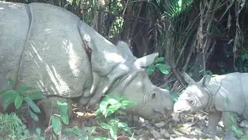 Keajaiban Satwa Liar Indonesia: Taman Nasional Ujung Kulon dan Hutan Kalimantan Diakui Dunia
