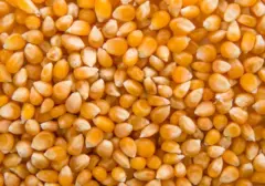 Produksi Jagung Indonesia Capai 14,25 Juta Ton, Proyeksi Naik Tipis di 2026