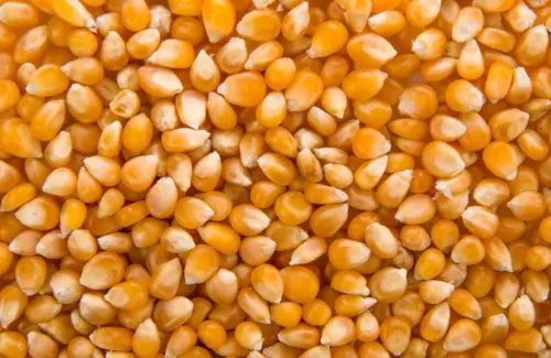 Produksi Jagung Indonesia Capai 14,25 Juta Ton, Proyeksi Naik Tipis di 2026