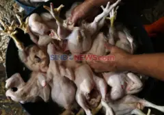 Bebani Konsumen, Harga Daging Ayam dan Sapi Meroket, Pedagang Ungkap Biang Keroknya
