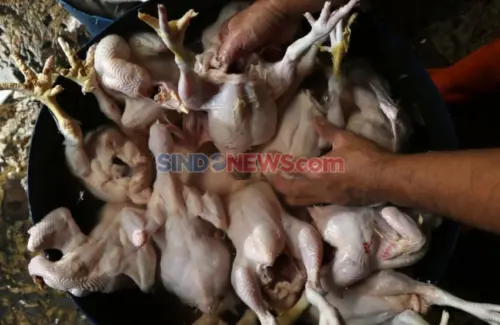 Bebani Konsumen, Harga Daging Ayam dan Sapi Meroket, Pedagang Ungkap Biang Keroknya
