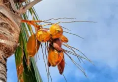 Mitos Kelapa Kuning: Benarkah Punya Khasiat Tingkatkan Kesuburan?