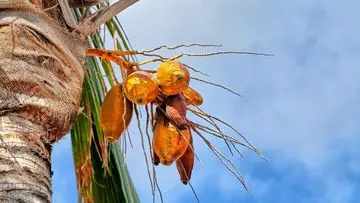Mitos Kelapa Kuning: Benarkah Punya Khasiat Tingkatkan Kesuburan?