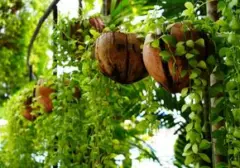 Lebih dari Sekadar Limbah: 7 Manfaat Batok Kelapa untuk Berkebun yang Wajib Diketahui