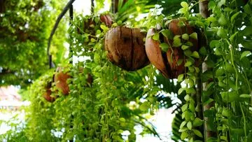 Lebih dari Sekadar Limbah: 7 Manfaat Batok Kelapa untuk Berkebun yang Wajib Diketahui