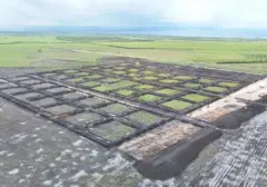 Proyek Tambak Udang Raksasa RI Siap Beroperasi 2028, Luasnya 2.150 Kali Lapangan Bola