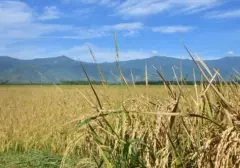 Pertanian Regeneratif Indonesia Butuh Dukungan Lebih dari Sekadar Petani