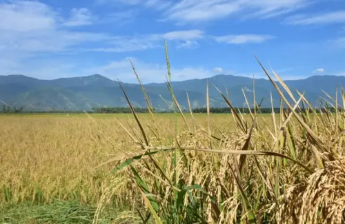 Pertanian Regeneratif Indonesia Butuh Dukungan Lebih dari Sekadar Petani