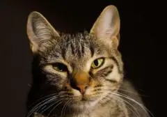Kucing 'Kepala Stasiun' di Jepang Jadi Magnet Wisatawan, Stasiun Sepi Berubah Ramai