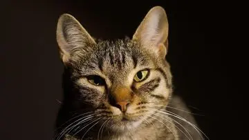 Kucing 'Kepala Stasiun' di Jepang Jadi Magnet Wisatawan, Stasiun Sepi Berubah Ramai