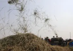 Air Kanal Banjir Jakarta Selamatkan Panen Padi Petani di Tengah Ancaman Kekeringan