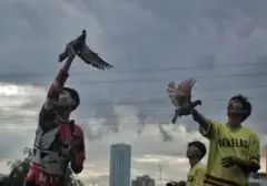 Mengenal Ciri Merpati Balap Unggul: Kunci Potensi Juara di Lintasan