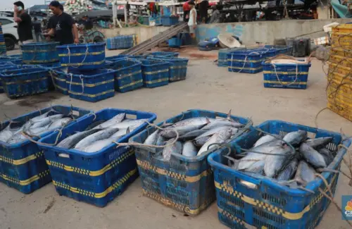 Menteri Zulhas Ungkap Potensi Kerugian Rp 200 Triliun Akibat Pencurian Ikan oleh Vietnam dan Jepang