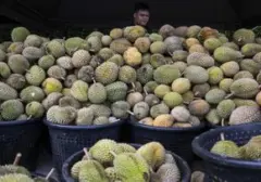 Bobol Gudang, Pria di Jambi Ditangkap Bawa 1,6 Ton Durian Curian