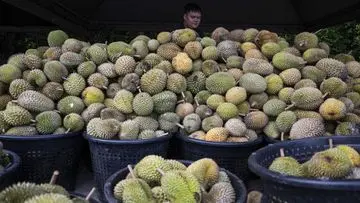 Bobol Gudang, Pria di Jambi Ditangkap Bawa 1,6 Ton Durian Curian