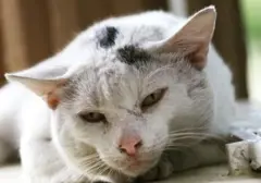 Usia Harapan Hidup Kucing Domestik di Indonesia Mengejutkan: Rata-rata Hanya 6 Tahun