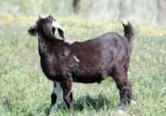 Hampir 300 Pengunjung Kebun Binatang Keliling di AS Berpotensi Terpapar Rabies dari Kambing