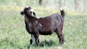 Hampir 300 Pengunjung Kebun Binatang Keliling di AS Berpotensi Terpapar Rabies dari Kambing
