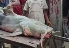 Fenomena Ikan 'Jejadian' Muncul di Nepal Pasca-Banjir, Warga Diimbau Waspada