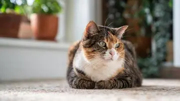 Waspada, Tiga Penyakit Ini Sering Menyerang Kucing di Indonesia