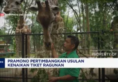 Wacana Kenaikan Tiket Kebun Binatang Ragunan: Pemprov DKI Kaji Ulang Usulan