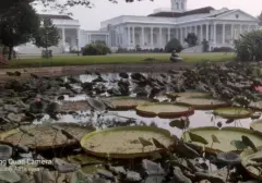 Bunga Teratai: Lebih dari Sekadar Keindahan, Sebuah Simbol Kesucian dan Kekayaan Cerita Tumbuhan