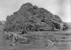 Ledakan Krakatau 1883: Gemparkan Dunia Lewat Gelombang Suara dan Abu Vulkanik
