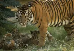 Tiga Anak Harimau Sumatera Menggemaskan Lahir di Kebun Binatang Athena, Yunani