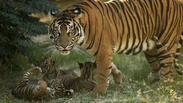 Tiga Anak Harimau Sumatera Menggemaskan Lahir di Kebun Binatang Athena, Yunani