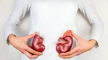 Terobosan Medis: Ginjal Babi Berhasil Jalani Uji Coba pada Pasien Manusia, Bebaskan Pasien dari Cuci Darah Selama 9 Bulan